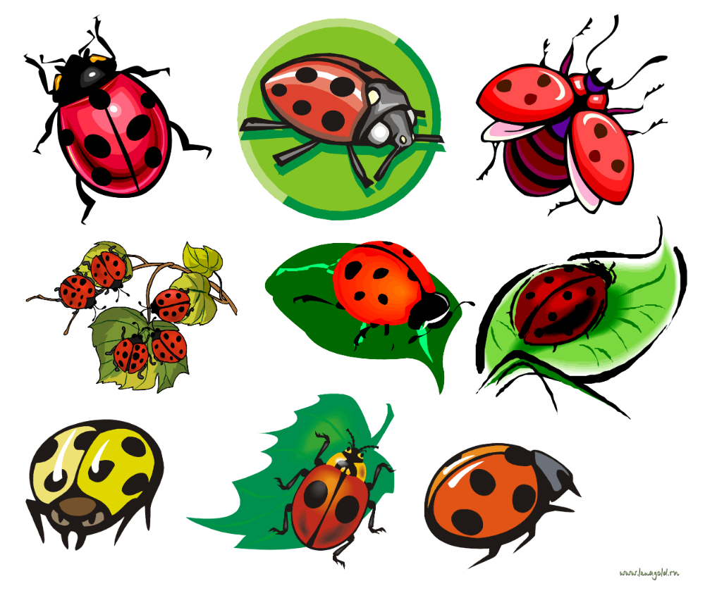 Божьи коровки