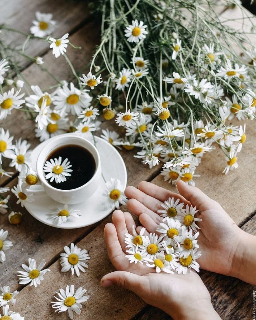 Ромашки Эстетика