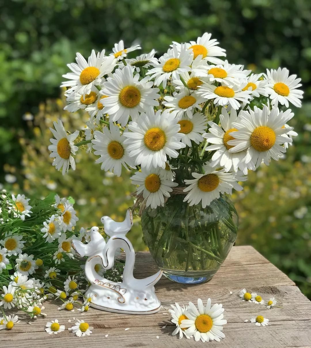 Ромашка солнышко