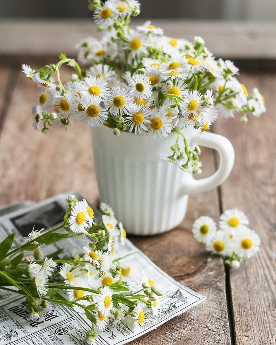 Ромашковое утро