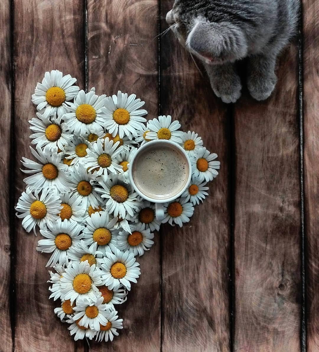 Кошечка с ромашками