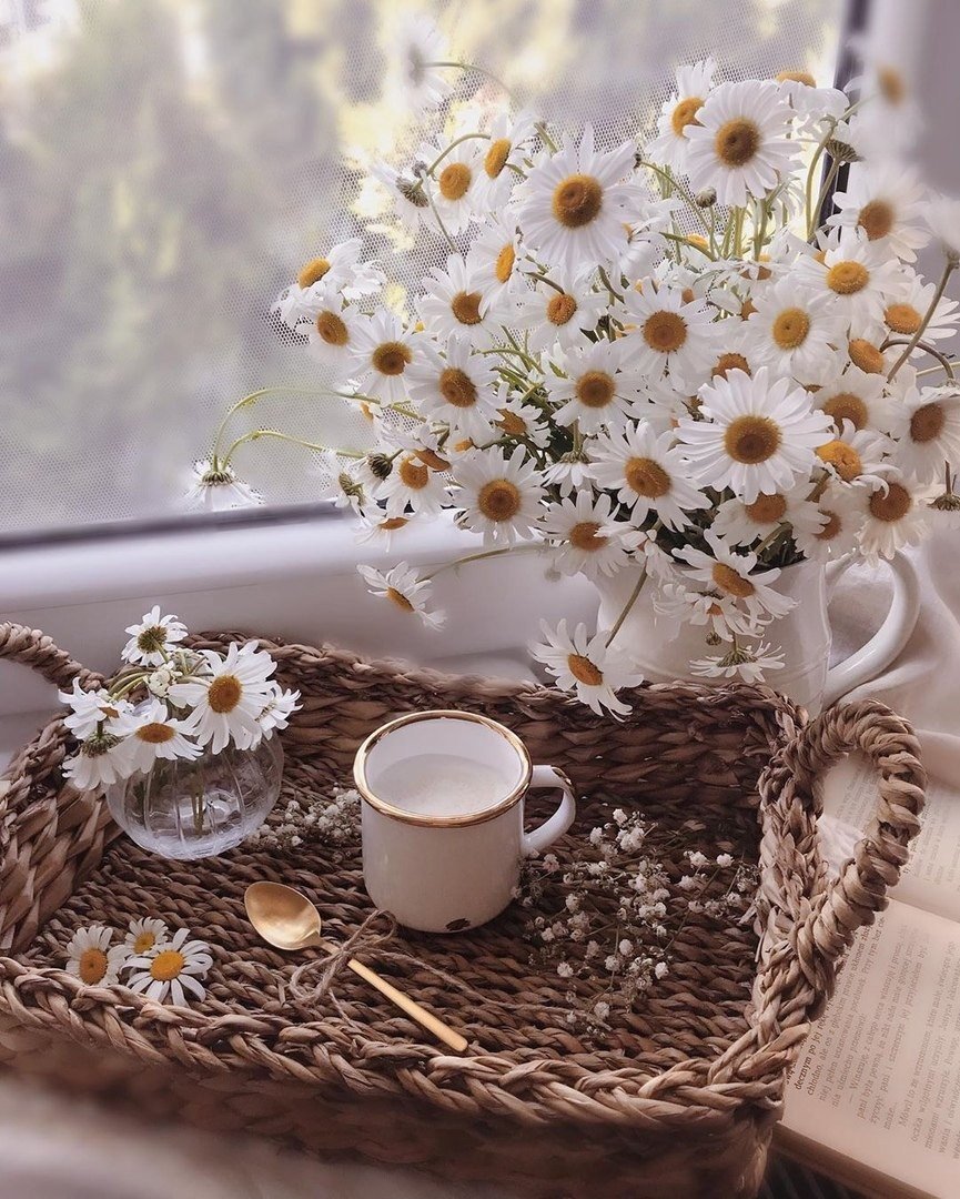 Ромашки утро