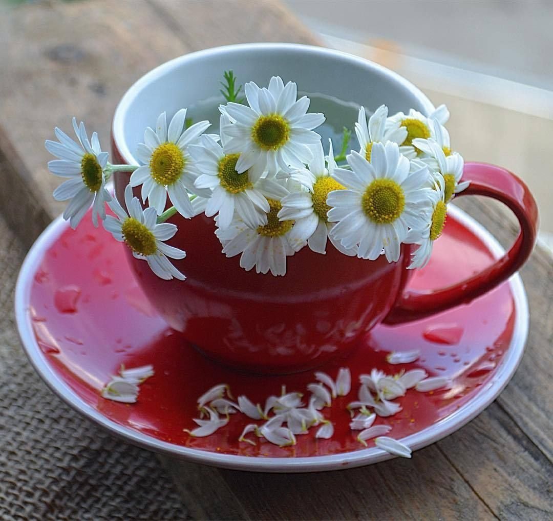 Чашка кофе и ромашки