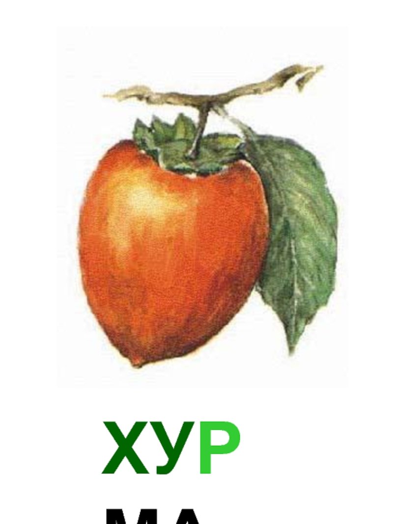 Хурма рисунок для детей