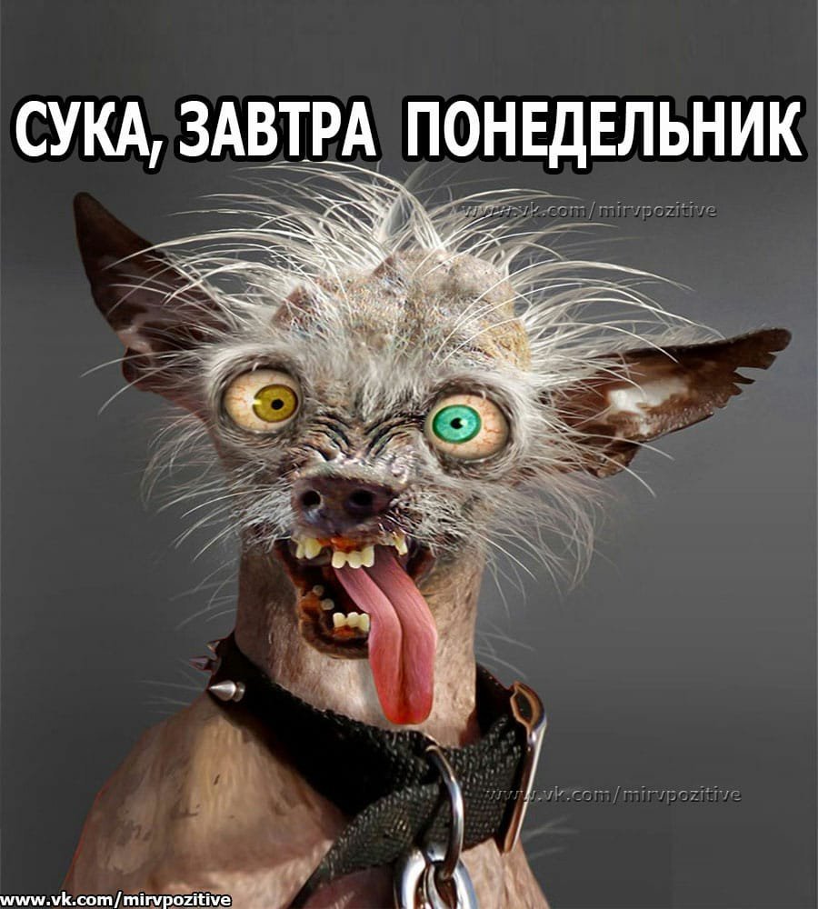 Чокнутая собака