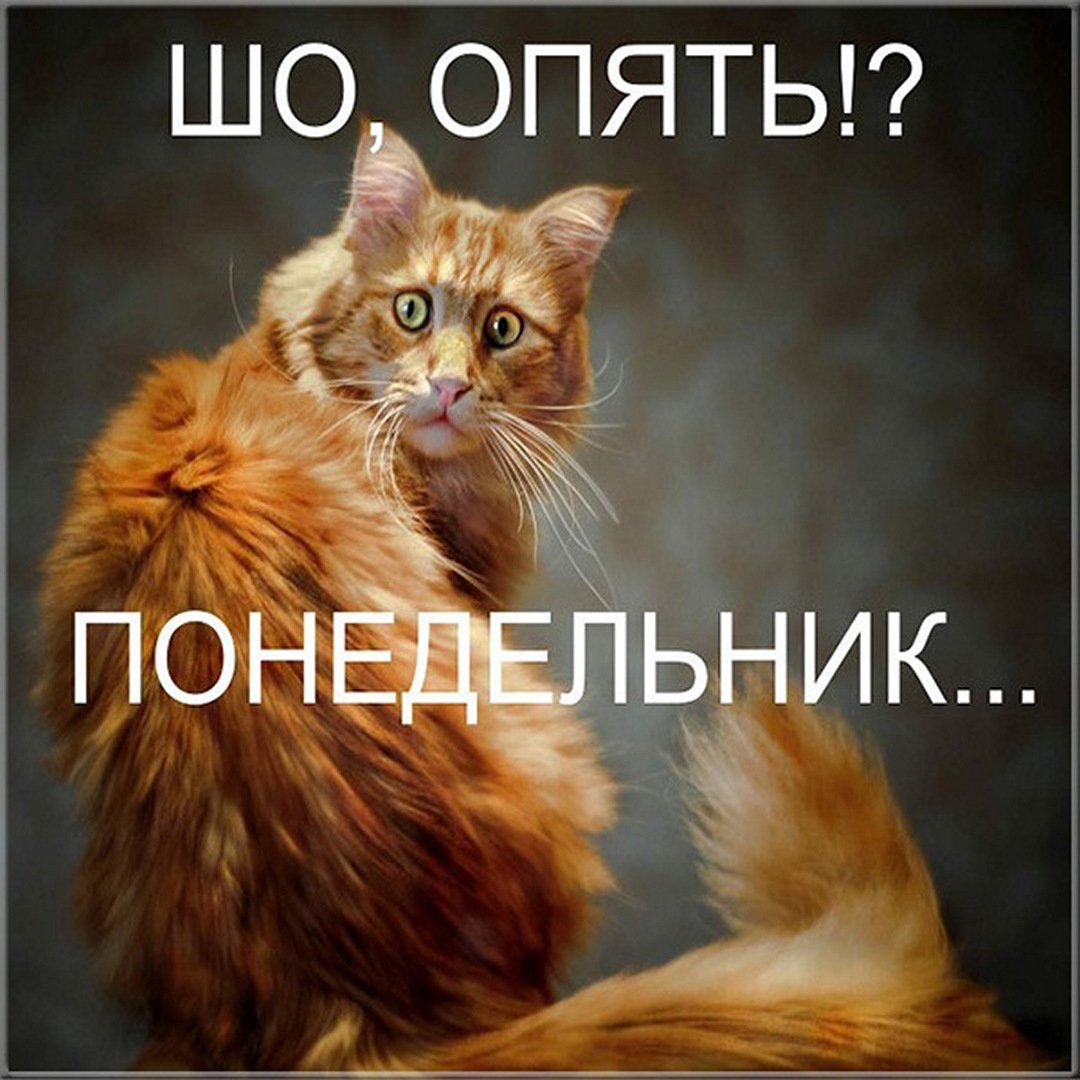Опять понедельник смешные