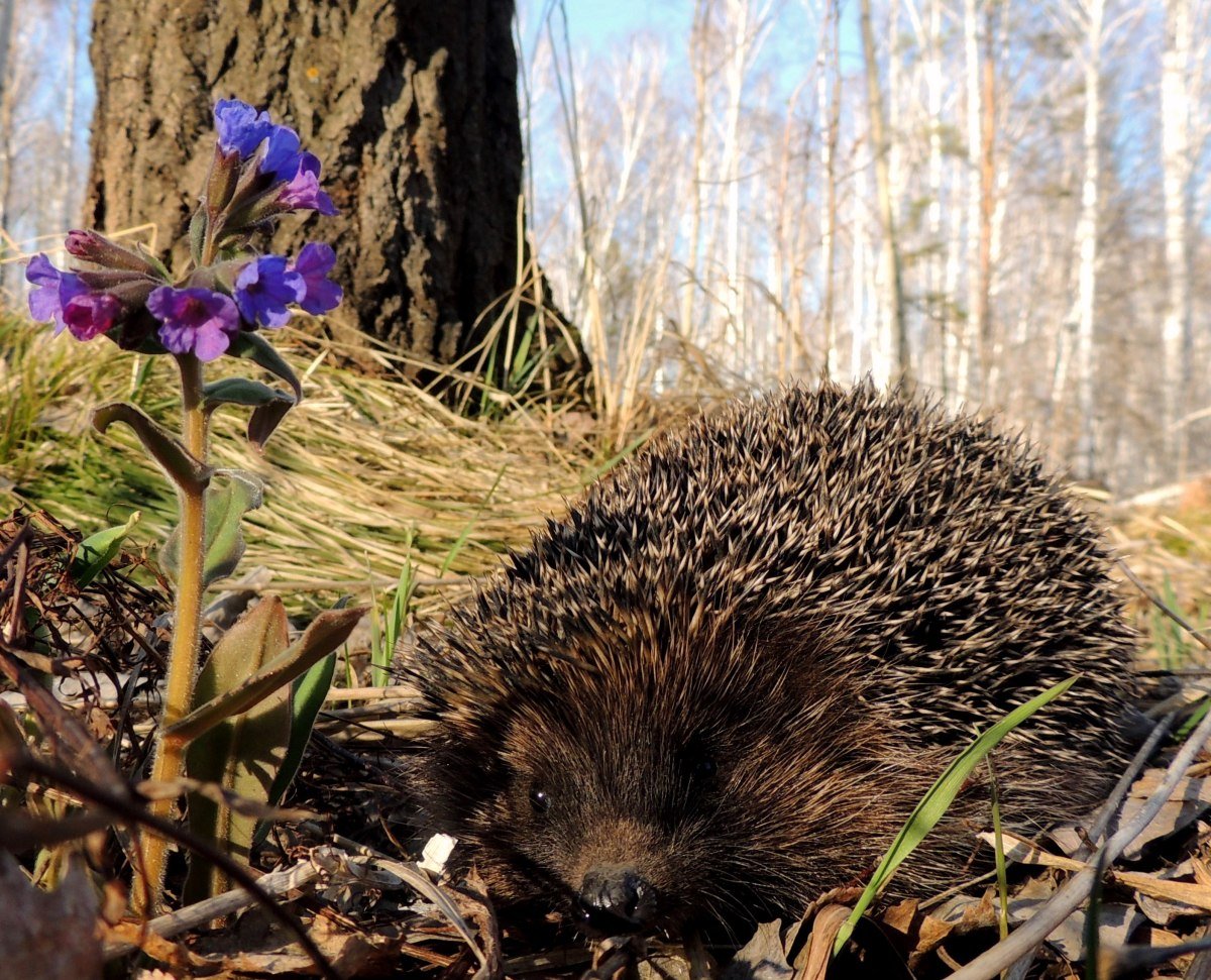 Ежовая Нора