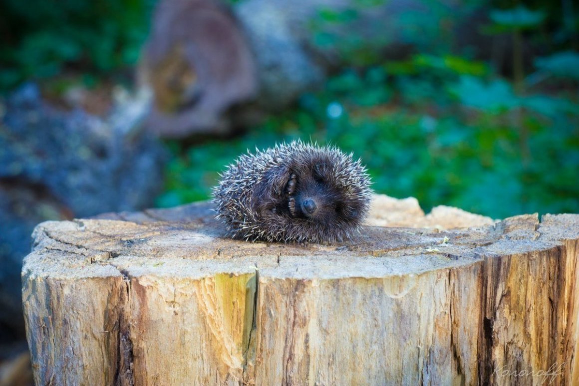 Нора ежа