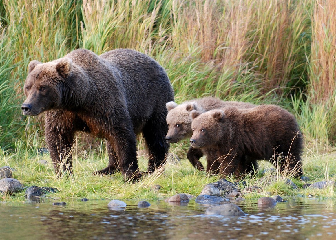 Купания медведат Бианки
