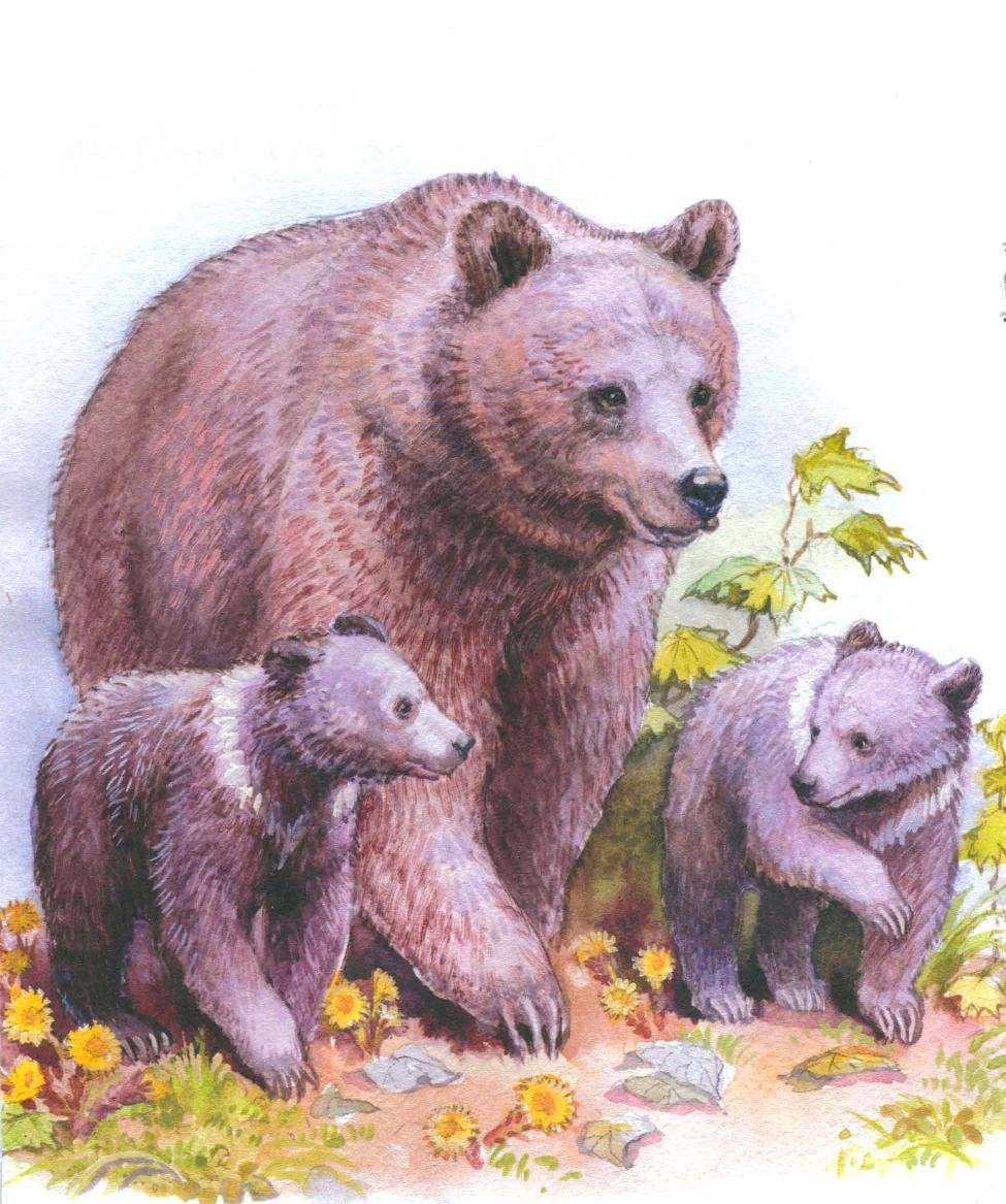 Рассказ Бианки купание медвежат