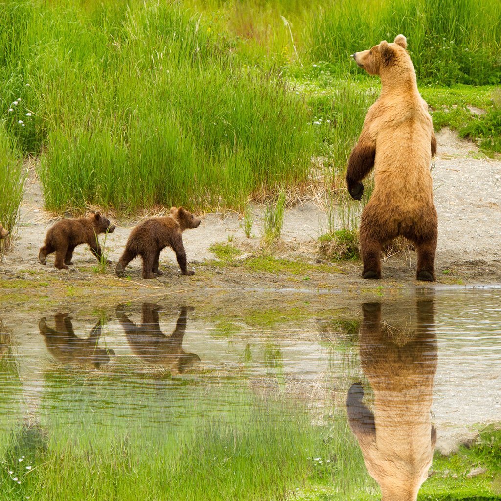Картина купание медвежат