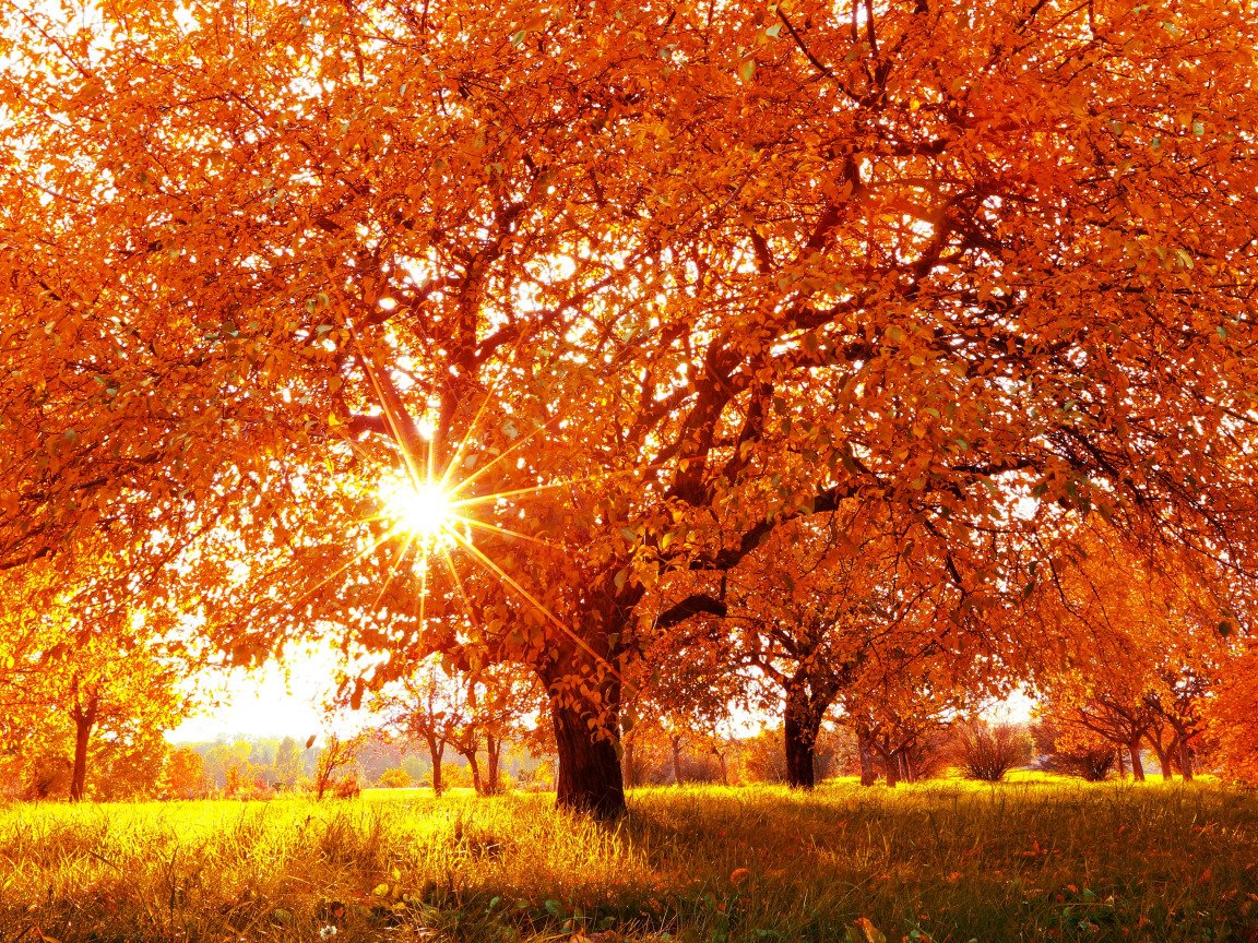 Солнечная осень