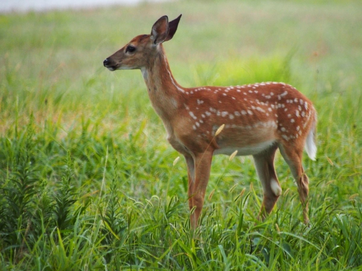 Белохвостый олень пятнистый