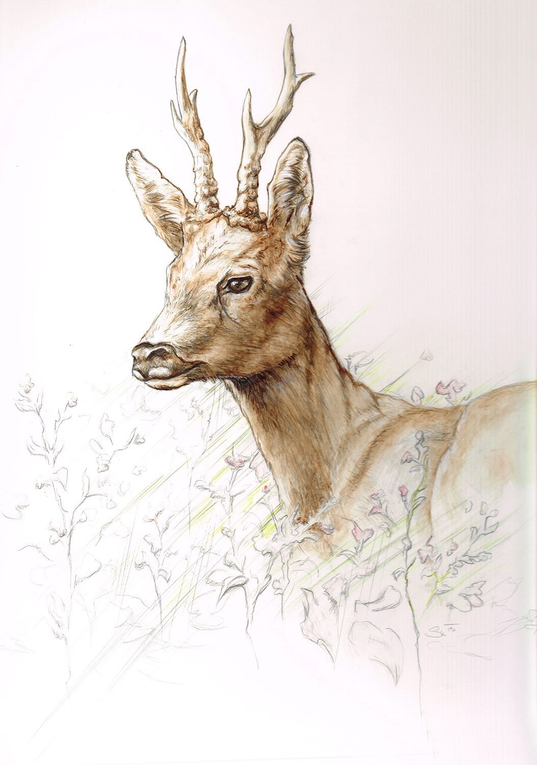 Косуля карандашом