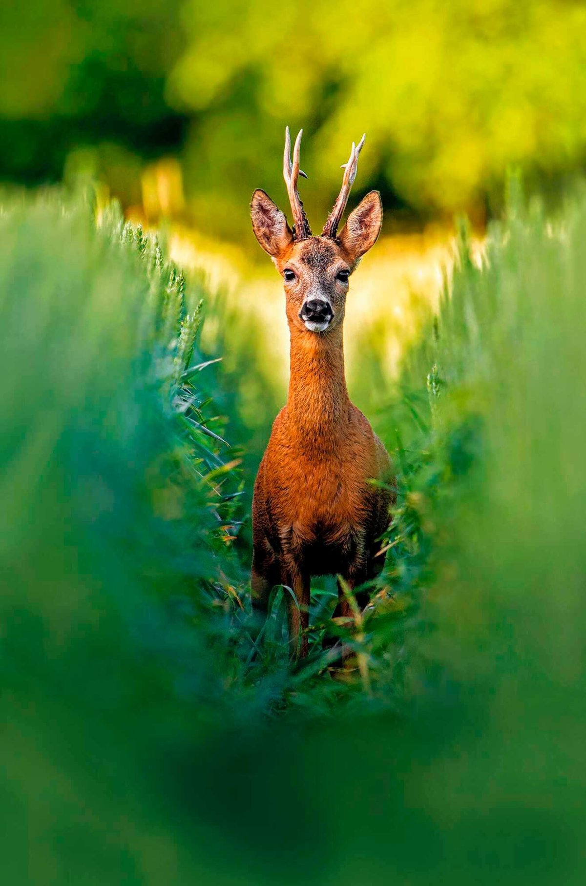 Косуля Рогач