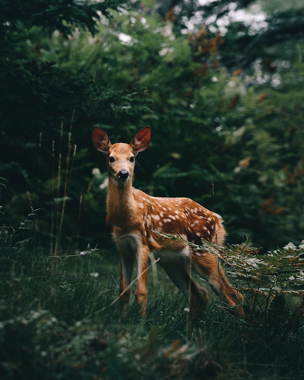 Европейская Лань косуля
