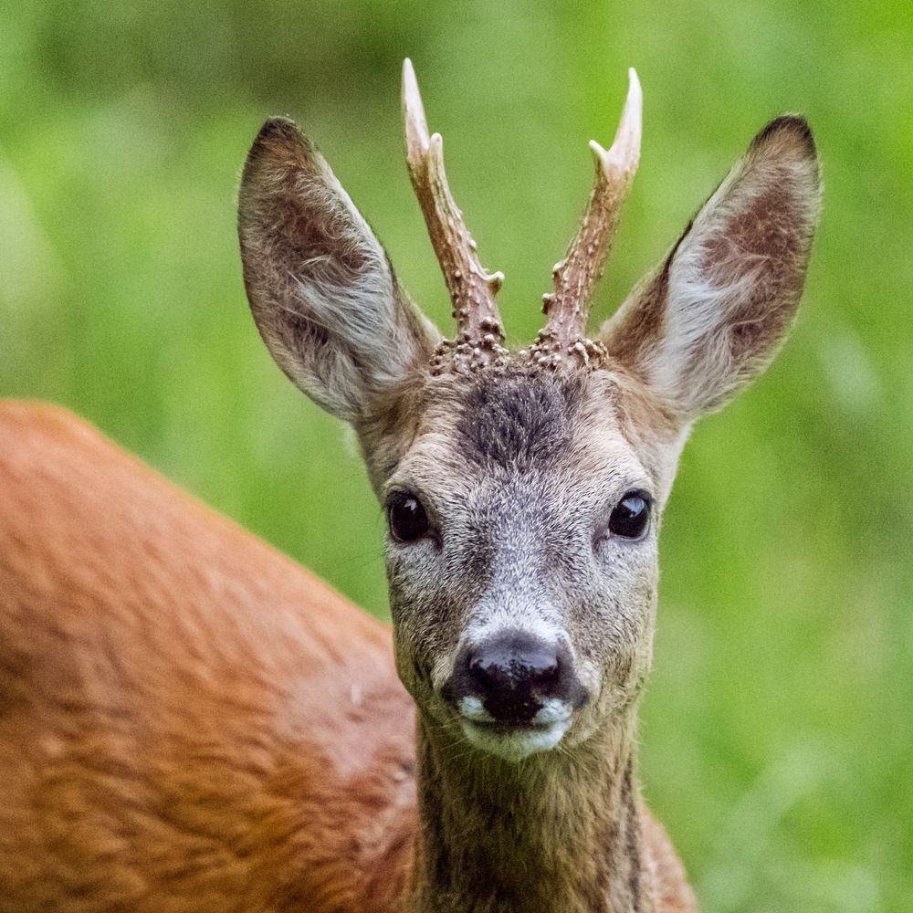 Европейская косуля рога