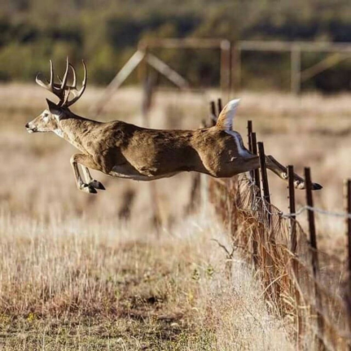Олень бежит