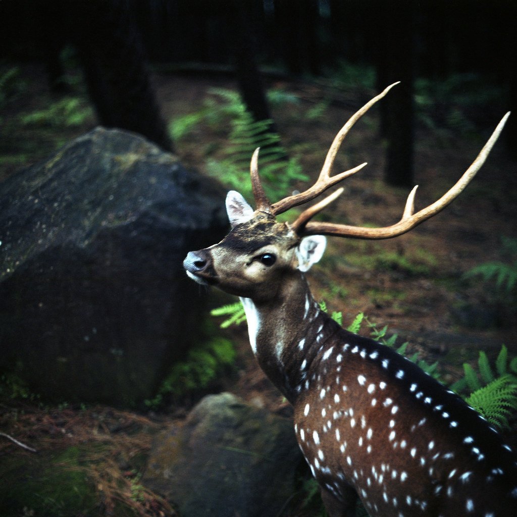 Олень Эстетика