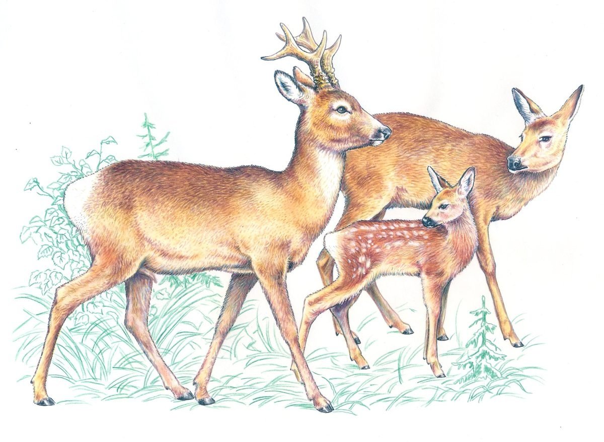 Косуля рисунок