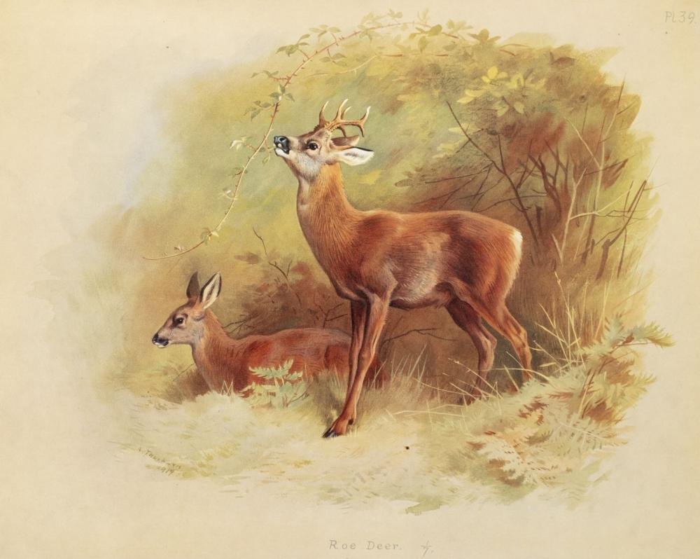 Байкальский заповедник косуля