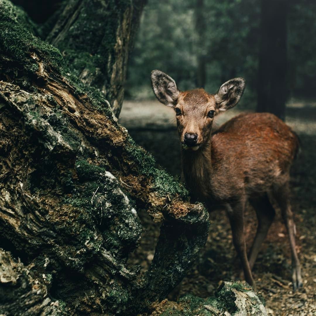 Эстетика лесных животных