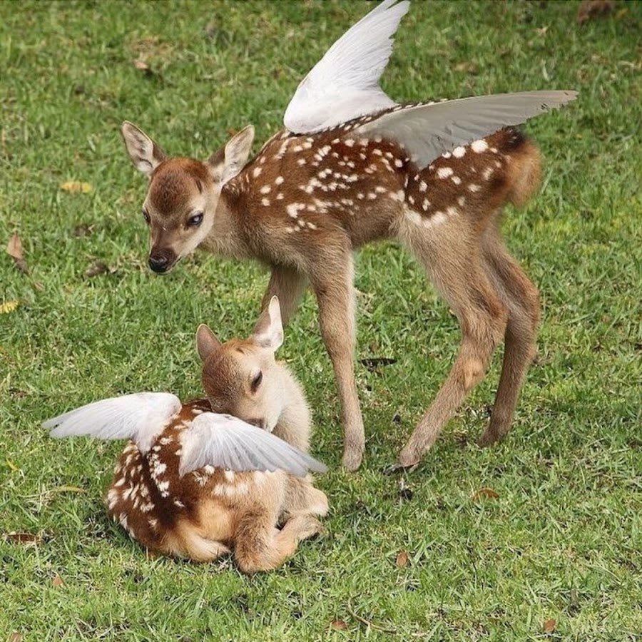 Пятнистый олень маленький