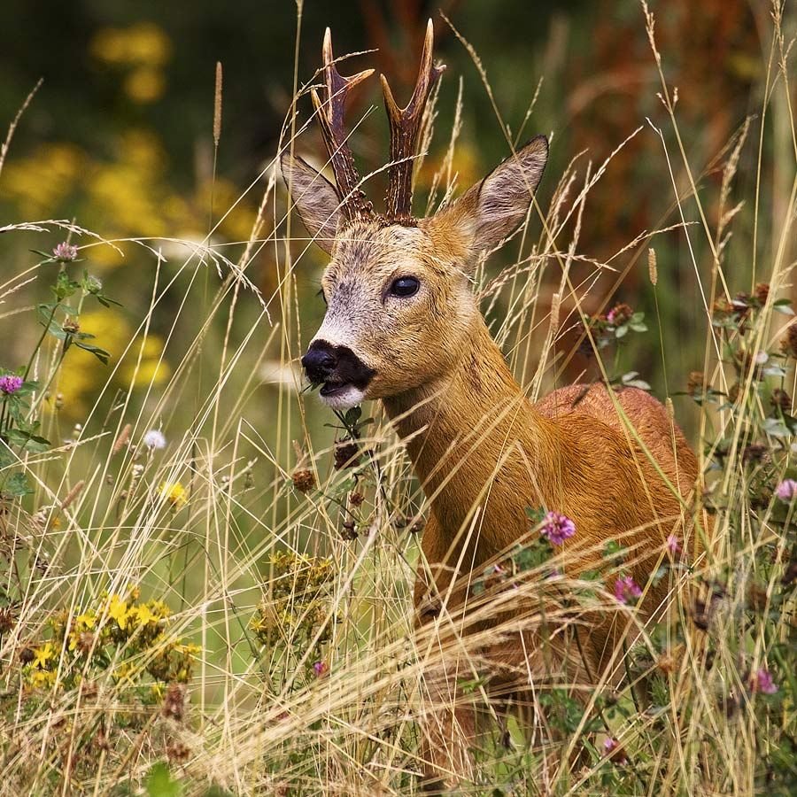 Косуля в субтропиках