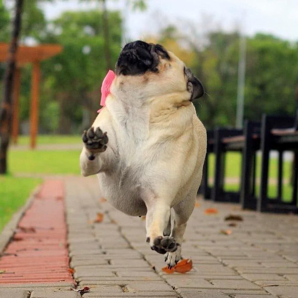 Мопс худеет