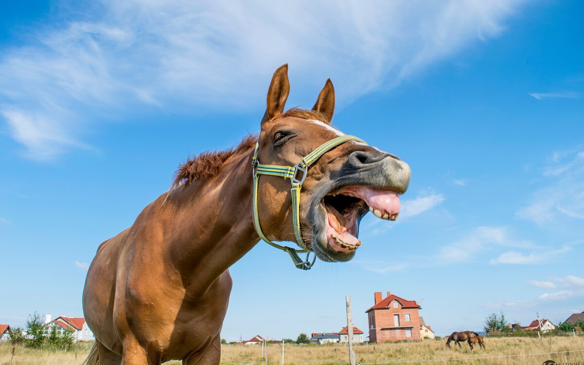 Красивая как лошадь сивая