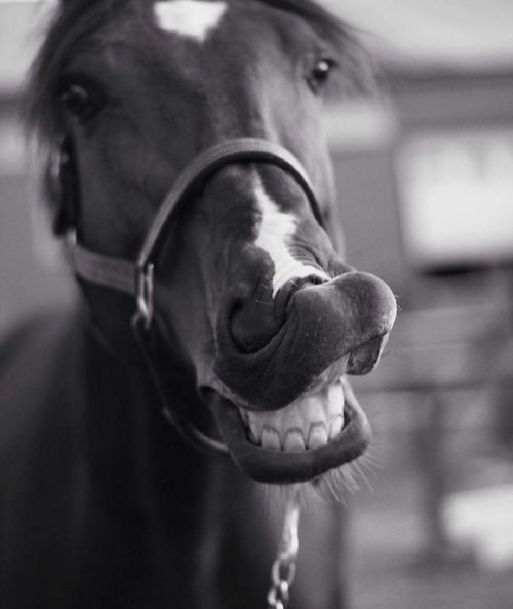 Лошадь смеется