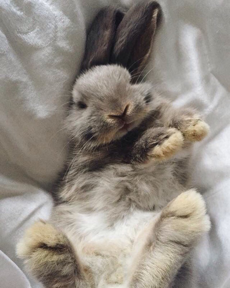 Милые котики и зайчики