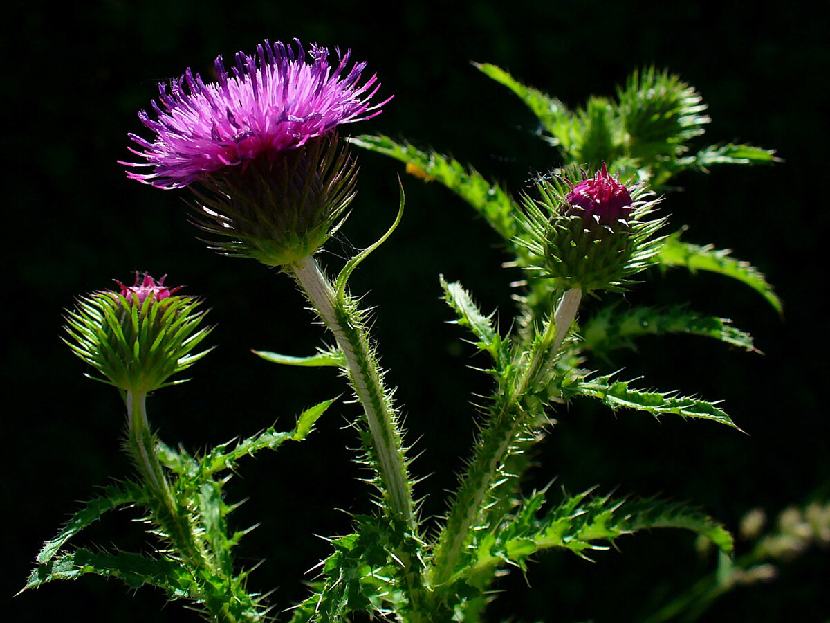 Чертополох растение татарник