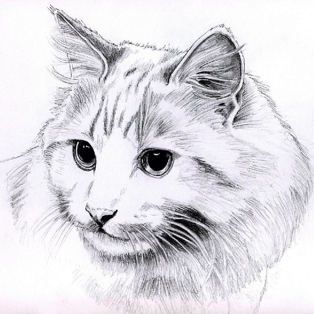 Рисунки карандашом