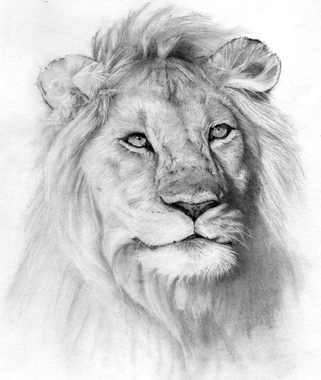 Красивые рисунки животных