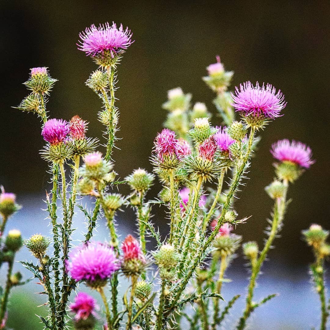 Татарник чертополох