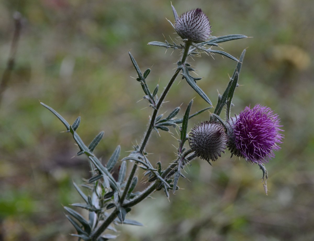 Чертополох обыкновенный