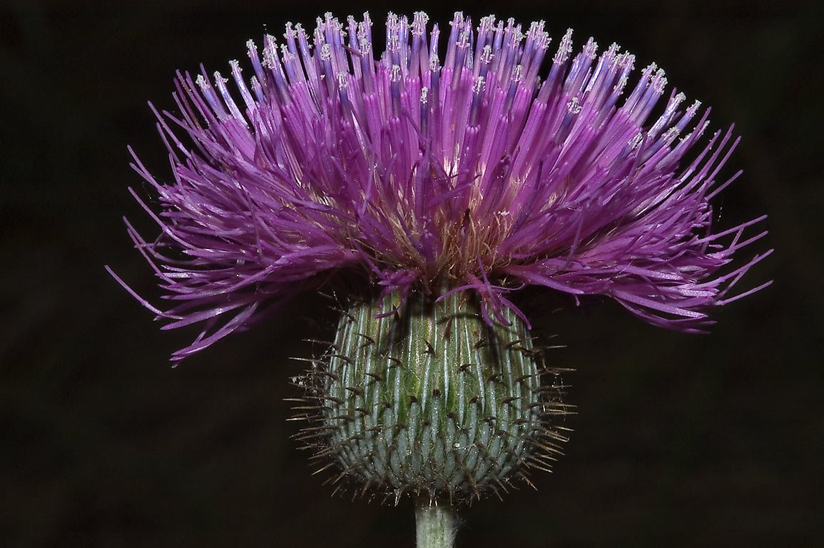 Чертополох куст татарник