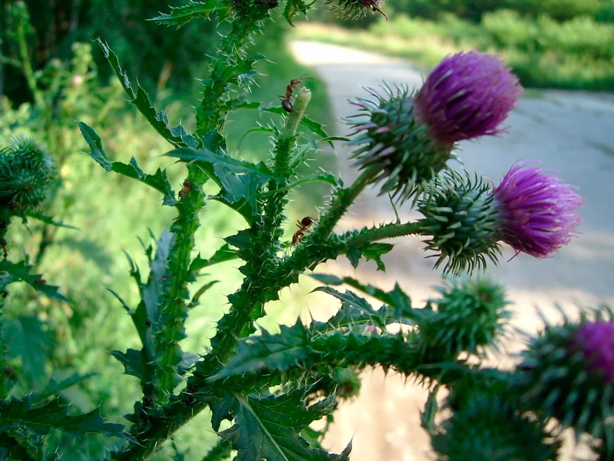 Чертополох и репейник