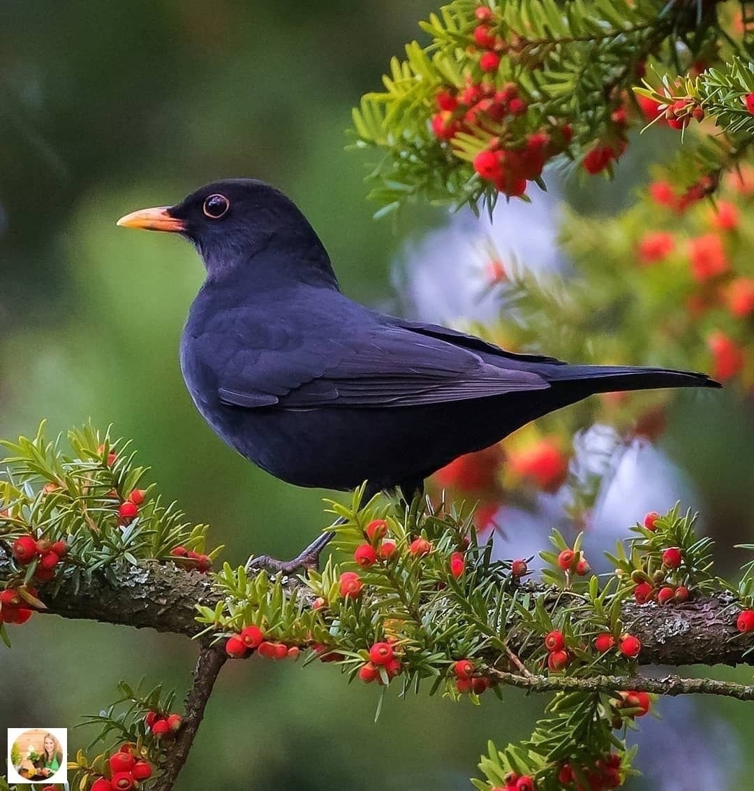 Черный Дрозд птица