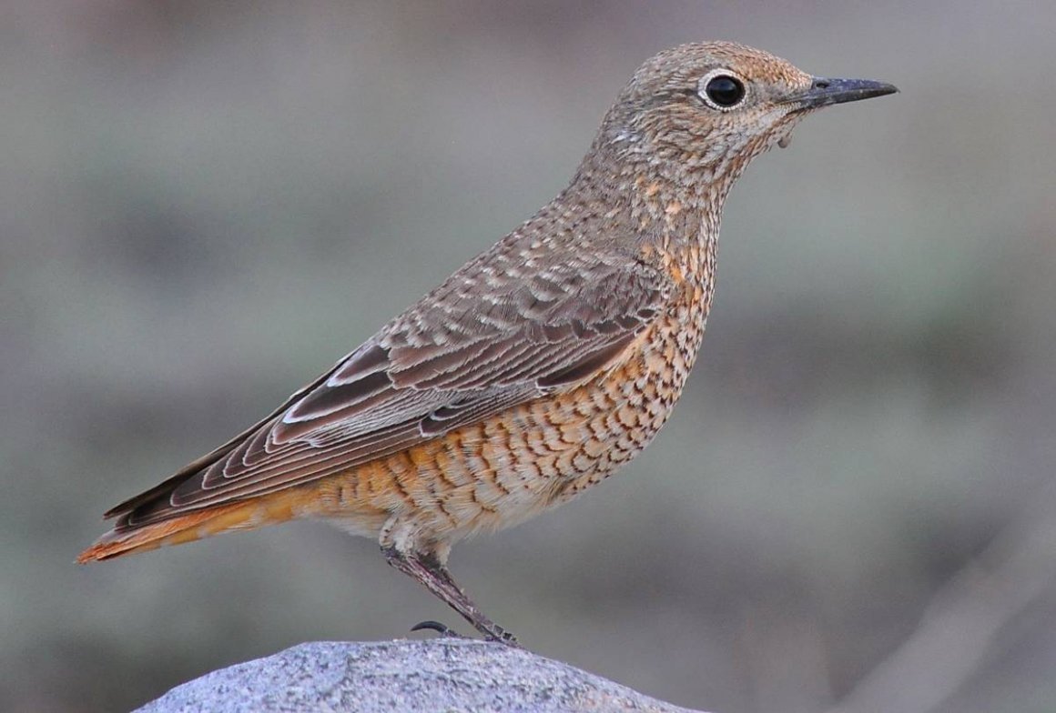 Пестрый скаловый Дрозд