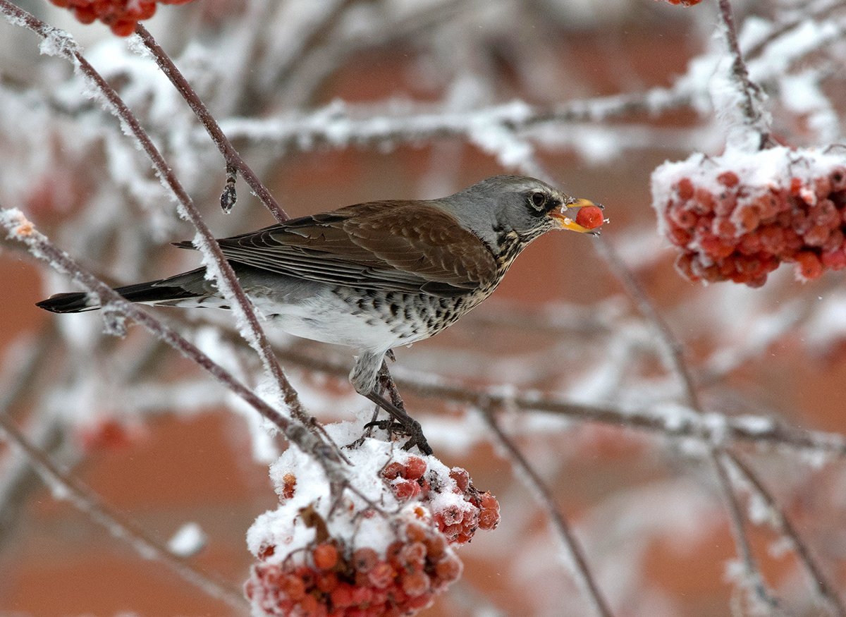 Дрозд-рябинник (turdus pilaris)