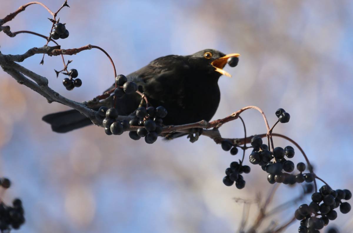 Черноклювый Дрозд птица