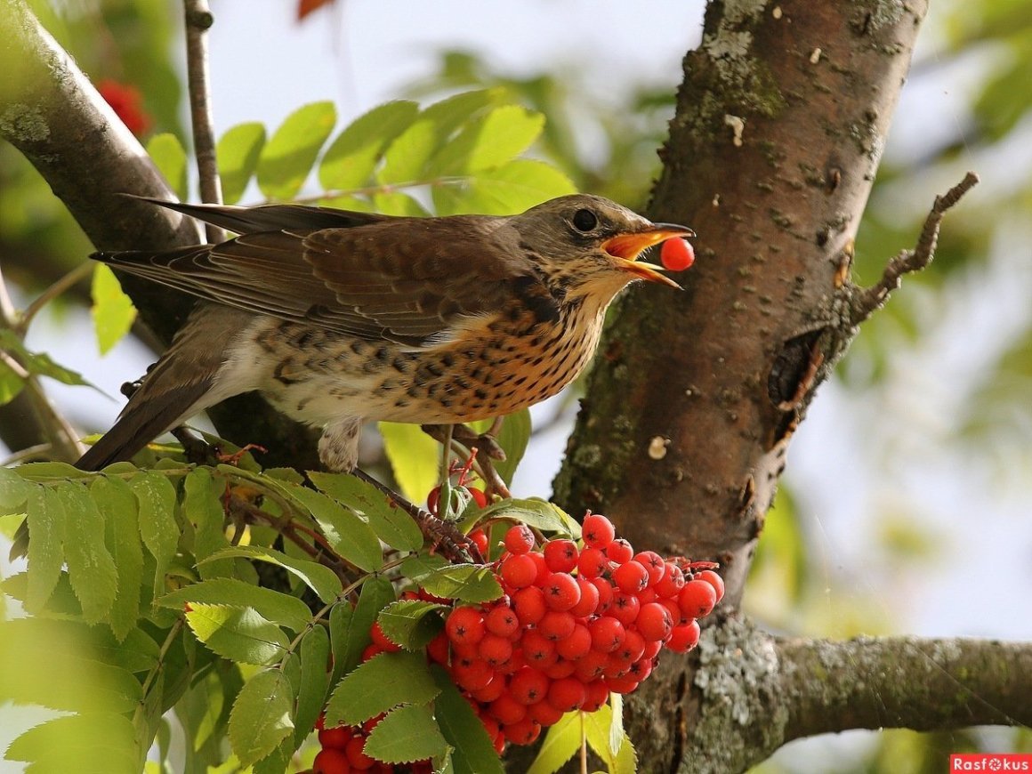 Лесной Дрозд