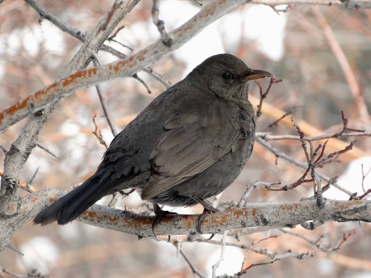 Кремовобрюхий Дрозд