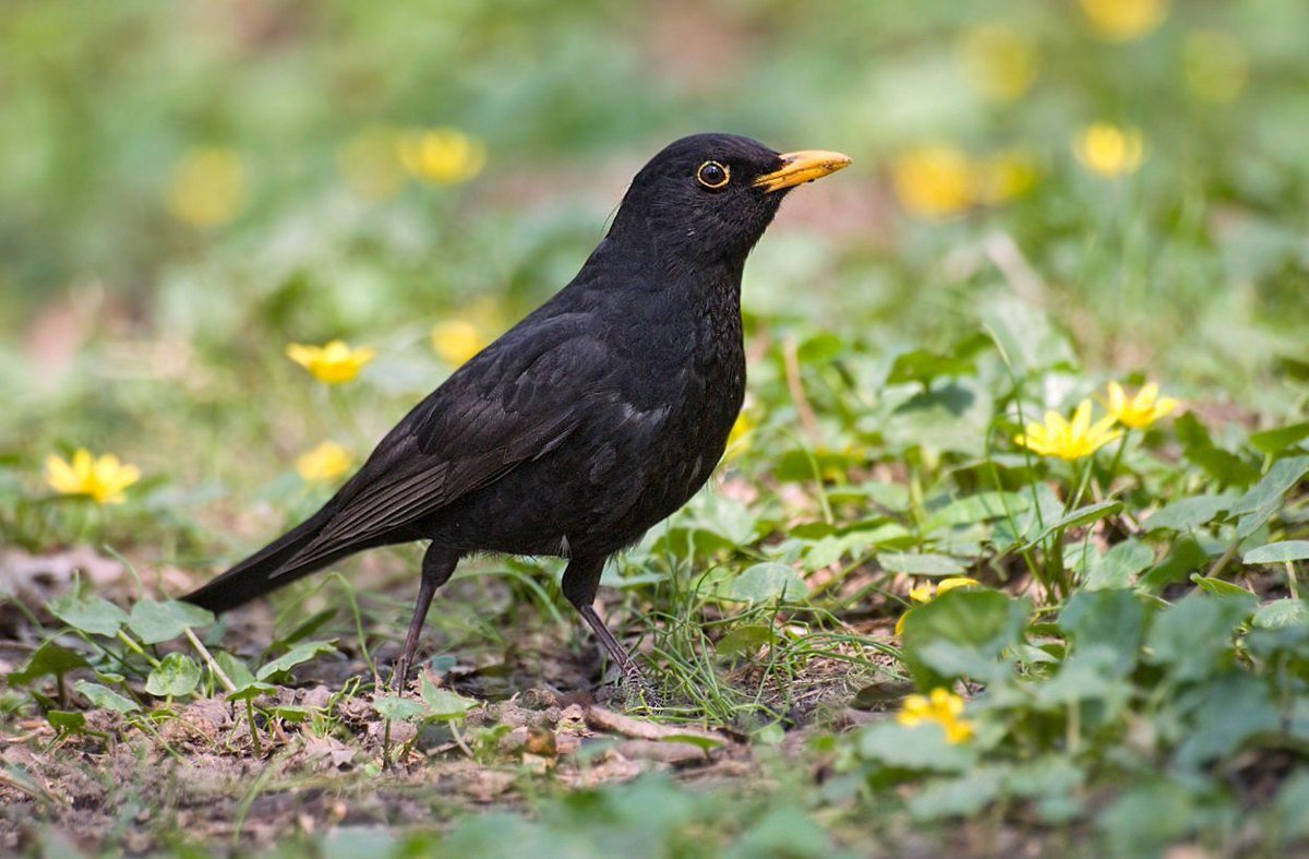 Белогрудый Дрозд