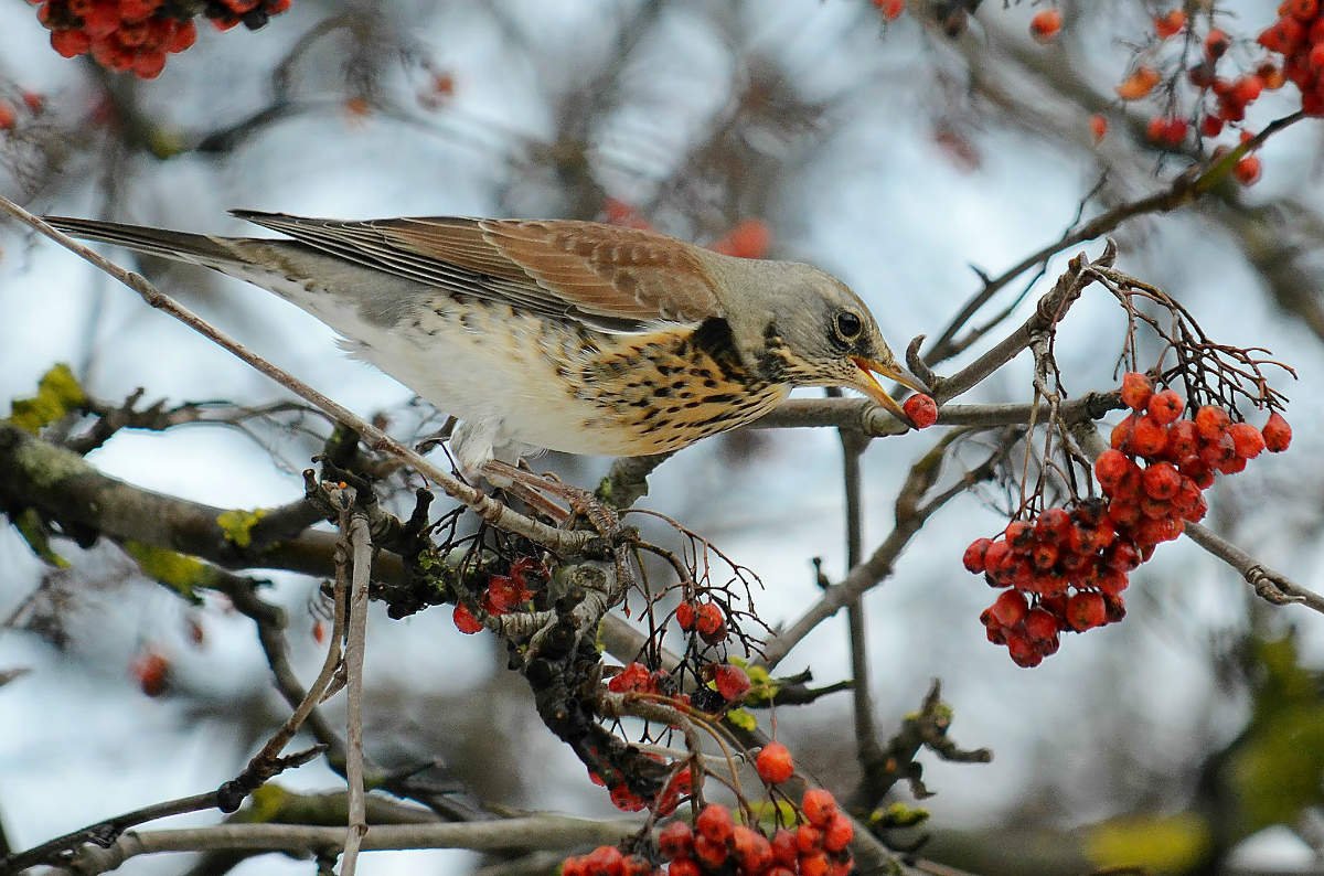Щегол рябинник