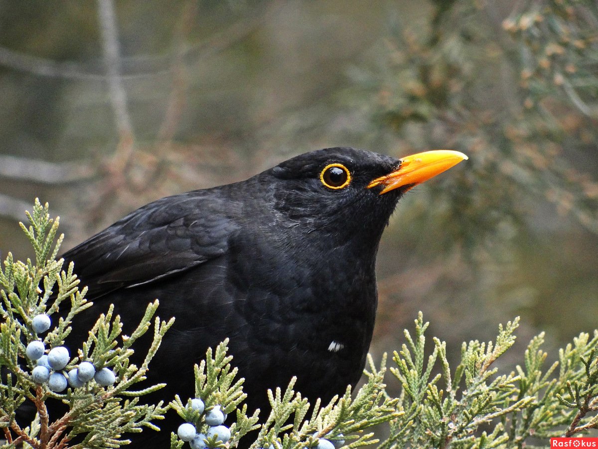 Черный Дрозд Дрозд