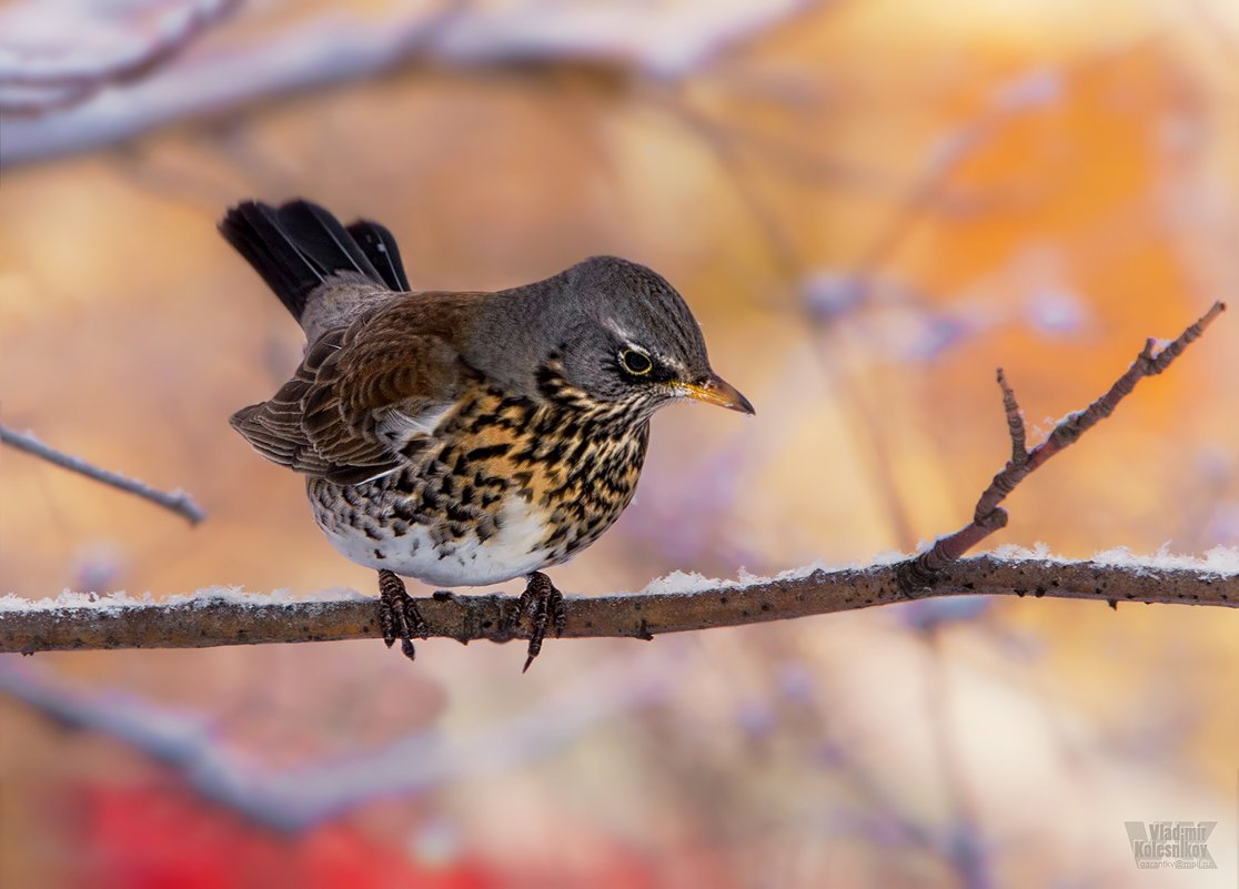 Певчий Дрозд рябинник