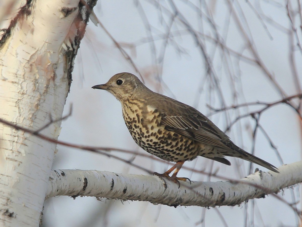 Дрозд деряба